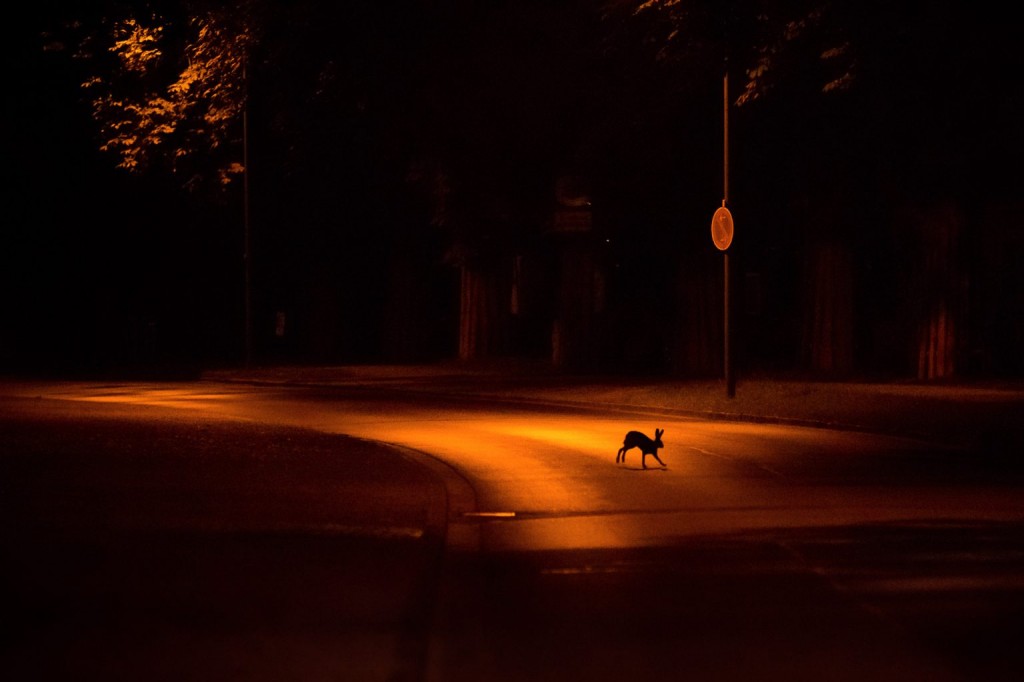 04-‘City Hare’ by © Jan Piecha, Germany