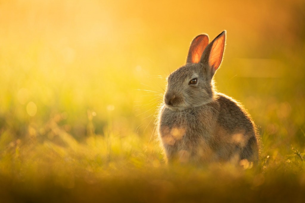 07-‘Golden Light’ by © Mitchell Lewis, Australia