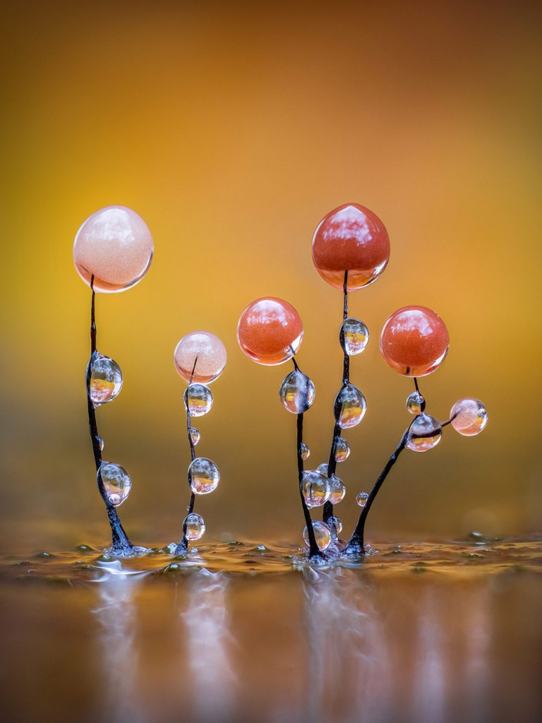 Barry Webb “Comatricha with Droplets” Fungi and Slime Molds Finalist