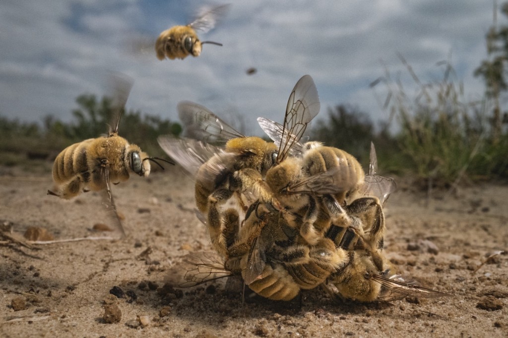Grand Prize "BigPicture Natural World - 2022", "Bee Balling" by Karine Aigner