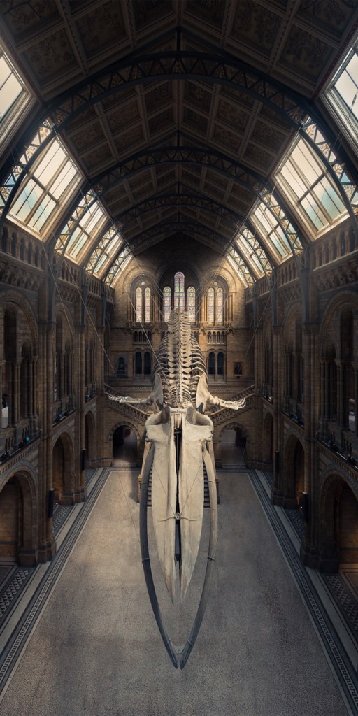 «The Blue Whale» Natural History Museum, London, United Kingdom, Amateur Runner-Up (Photo: © Peter Li / The EPSON International Pano Awards).