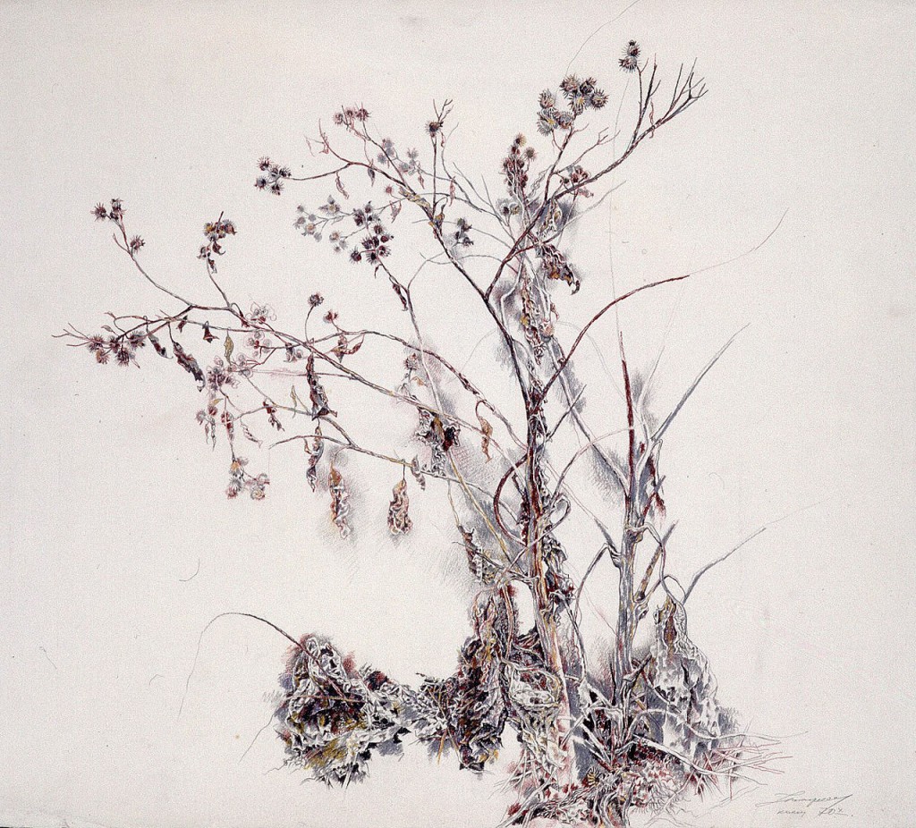 32-Станислав Никиреев - Репейник, цветные карандаши, 70-е годы