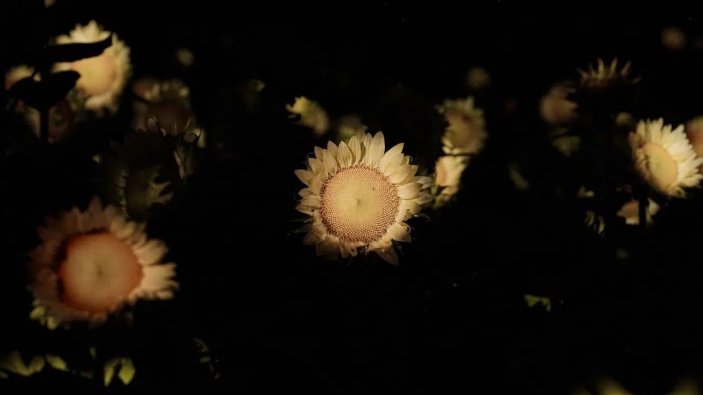 Life is the Small Sun Flickering in the Dark-01